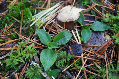 Goodyera repens, 2026-10-25