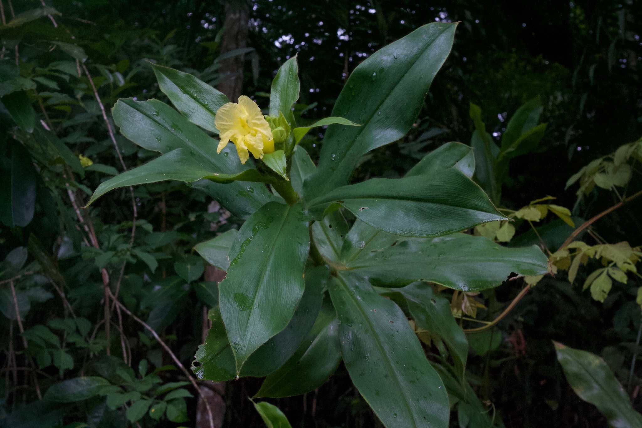 Costus villosissimus
