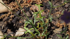 Gilia transmontana