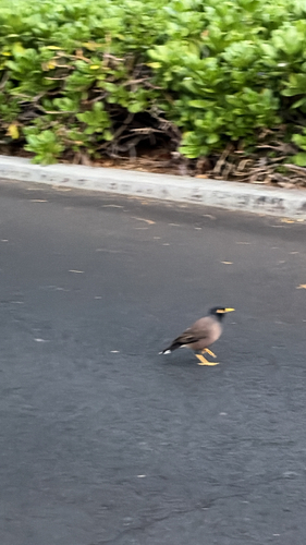 Acridotheres tristis observed 2026-10-25
