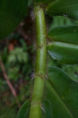 Costus villosissimus