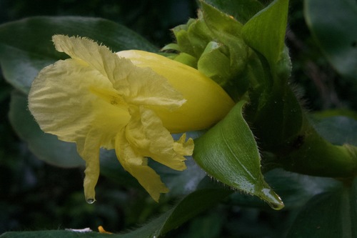 Costus villosissimus