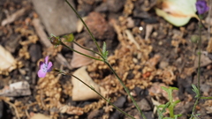 Gilia transmontana