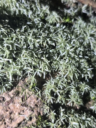 Octoblepharum albidum observed 2026-10-25