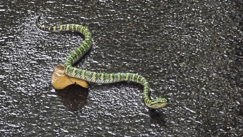 Tropidolaemus wagleri observed 2026-10-25