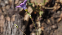 Gilia transmontana