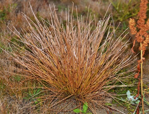 Eleocharis observed 2026-10-25