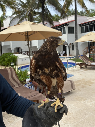 Harris's Hawk · Aguililla Rojinegra