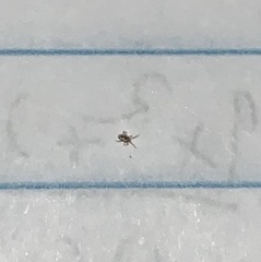 Ornithonyssus sylviarum