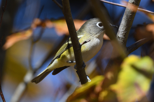 Blue-headed Vireo