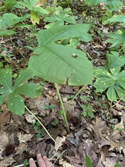 Arisaema dracontium