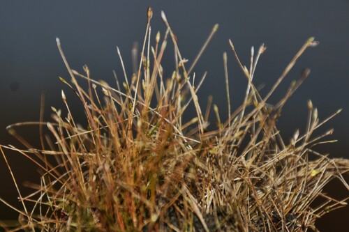 Eleocharis observed 2026-10-25