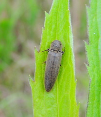 Synaptus filiformis