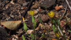 Malacothrix clevelandii