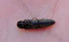 Synaptus filiformis