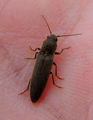 Synaptus filiformis