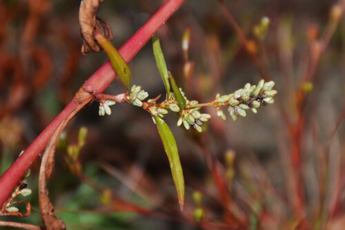 Xanthophyllum observed 2026-10-25