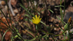 Malacothrix clevelandii