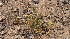 Malacothrix clevelandii