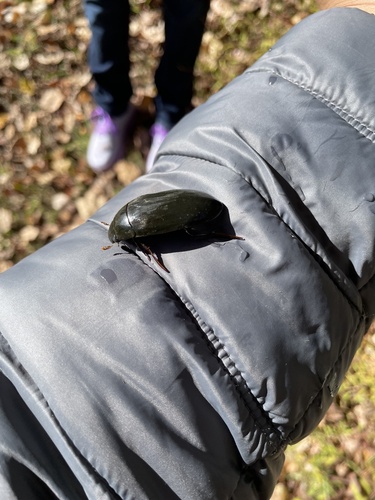 Giant Water Scavenger Beetle