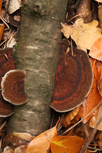 Daedaleopsis confragosa, 2026-10-25