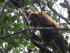 Alouatta macconnelli
