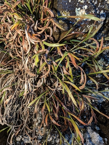 Asplenium septentrionale observed 2026-10-25