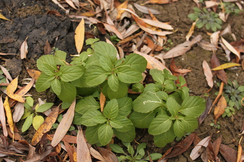 Mentha arvensis observed 2026-10-25