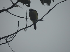 Myiozetetes cayanensis