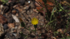 Malacothrix clevelandii