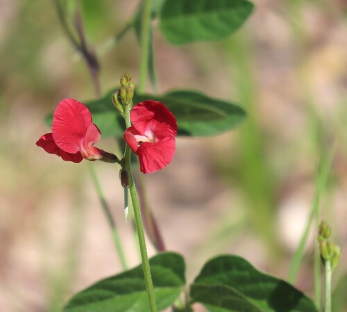 Macroptilium lathyroides observed 2026-10-25