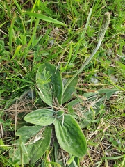 Plantago media