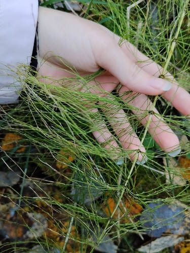 Equisetum sylvaticum observed 2026-10-25