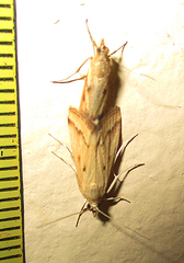 Achyra coelatalis