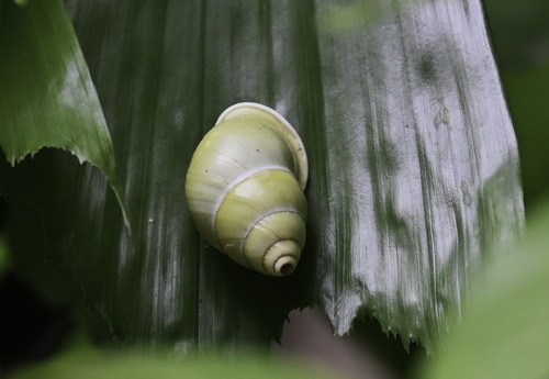 Amphidromus, 2026-10-25
