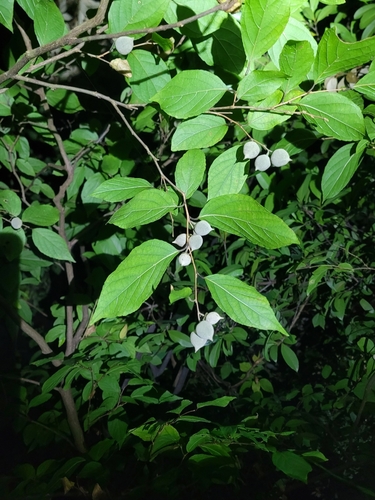 Styrax observed 2026-10-25