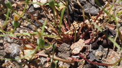 Malacothrix clevelandii