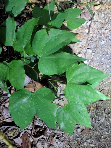 Lasiobema observed 2026-10-25