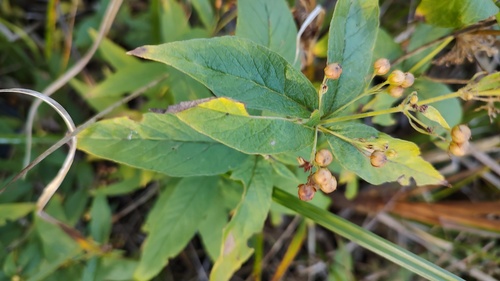 Lysimachia vulgaris, 2026-10-25