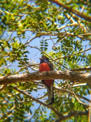 Trogon surrucura surrucura