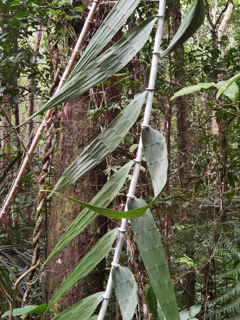 Flagellaria collaris