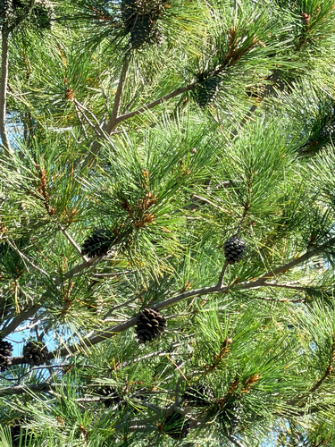 Pinus leiophylla observed 2026-10-18