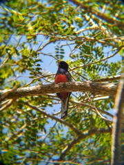 Trogon surrucura surrucura