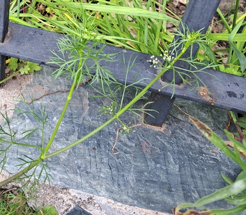 Cyclospermum leptophyllum observed 2026-10-25