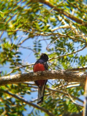 Trogon surrucura surrucura