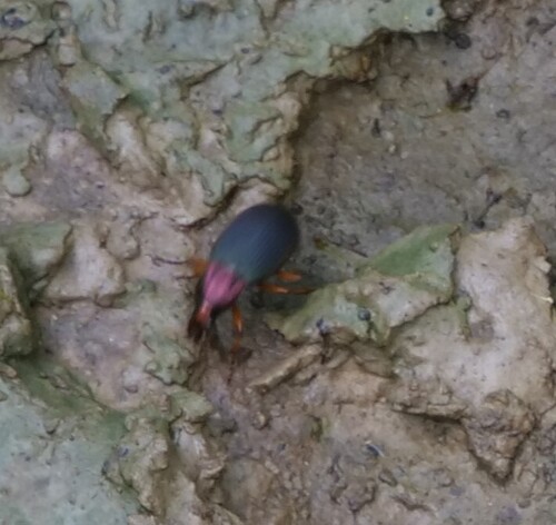 Chlaenius aestivus