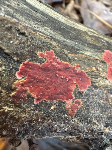 Phlebia coccineofulva, 2026-10-25