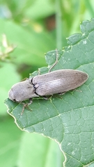 Agriotes pilosellus