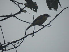 Myiozetetes cayanensis