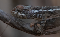 Furcifer verrucosus